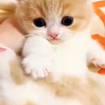 Cat Meowing 🐈🌹|Cat Sound| Cute Cat Videos #shorts #cats