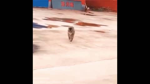 Funny Cat Memes Compilation Video - Try not to laugh (easy)