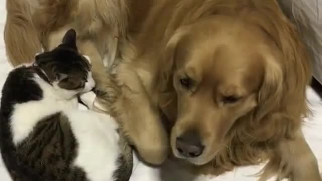 The kitten said take your dog's paw away#yearbook2020 #dog #cute #pet #cat #foryou #tiktot