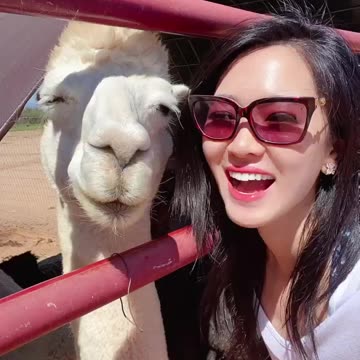 Double G Alpaca Farm in Tucson, Arizona