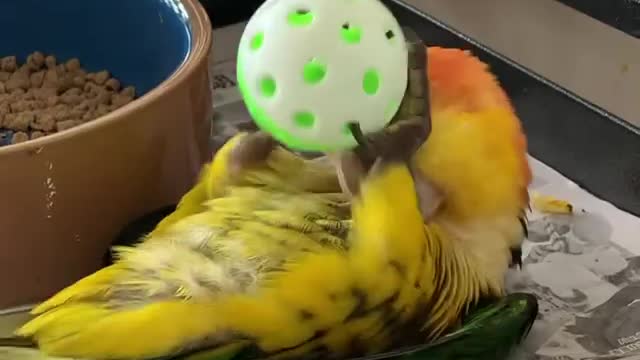 Funny parrot playing with ball