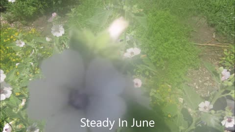 Steady In June Marshmallow June 2022