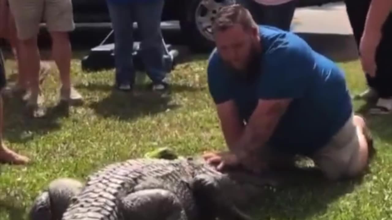 Why Do People Mess With Alligators?