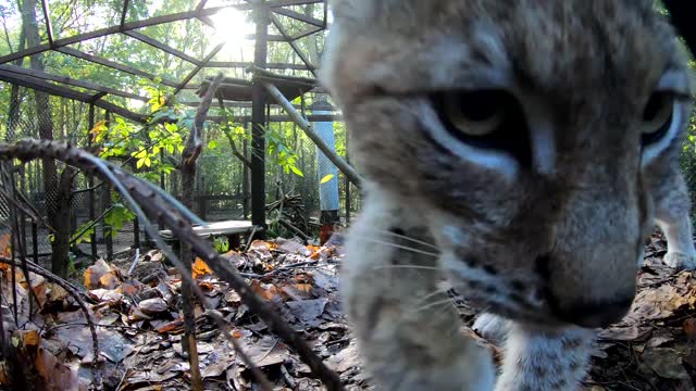 Wildwood Lynx Kittens