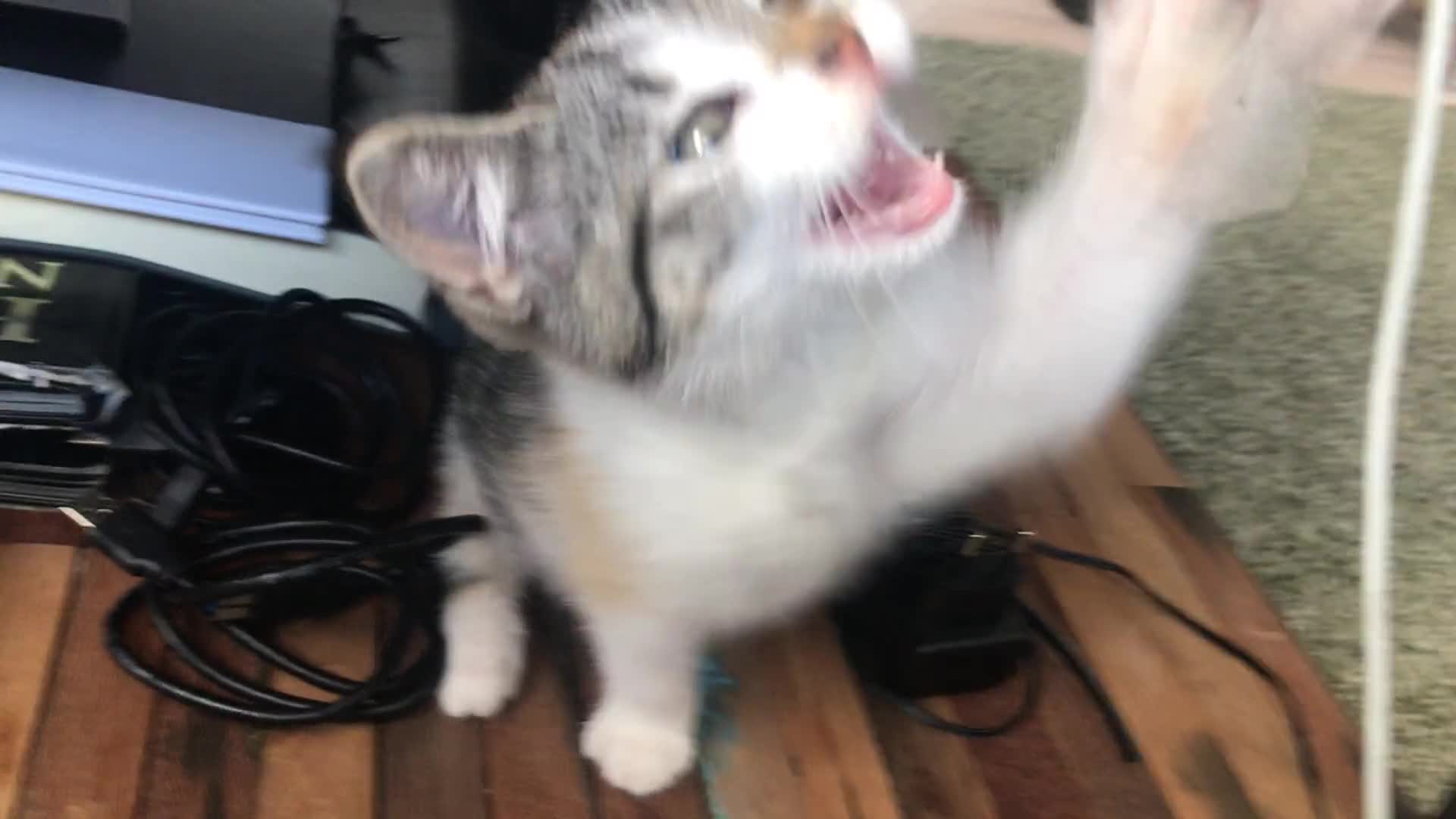 Cat Rumble cat