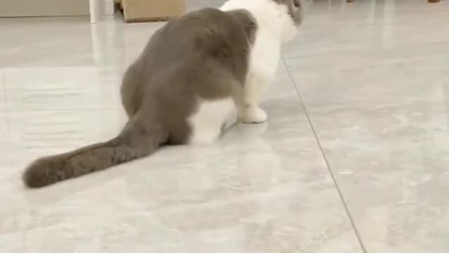 Good girl😺😃🥰