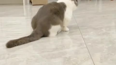 Good girl😺😃🥰