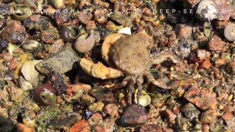 The Secret Life of Rock Pools