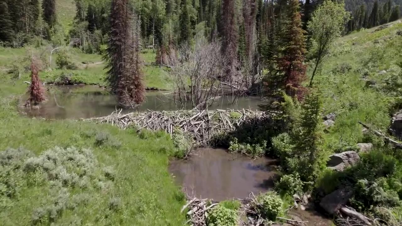 Beaver Rewilding Impacts/sabaishaq