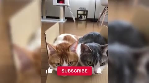 12 Minutes of Funny Cat Videos