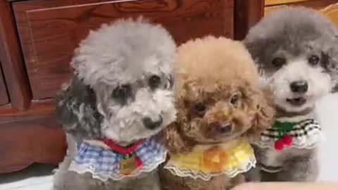 cute dogs