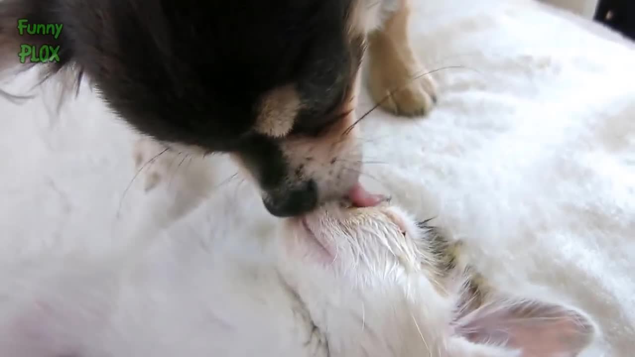 Most FUNNY and CUTE Cats and Dogs Playing Together Compilation