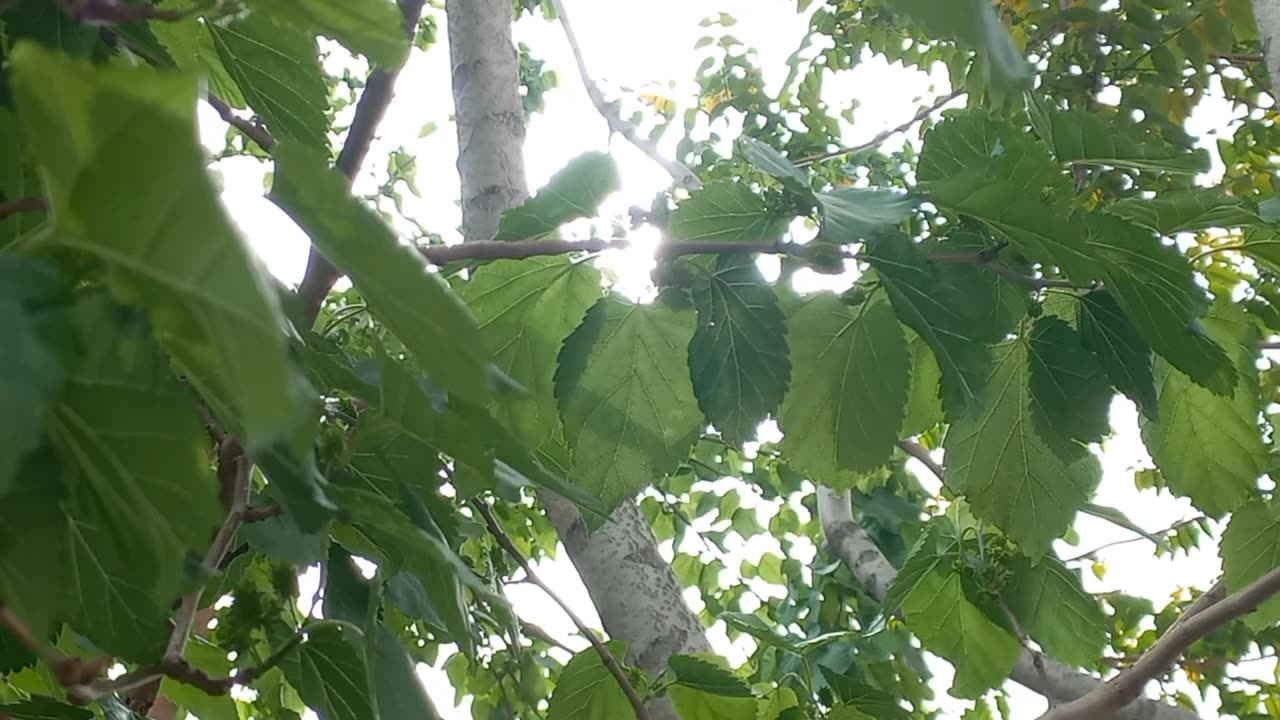 Leaves of trees with sunlight and the melodious sounds of birds