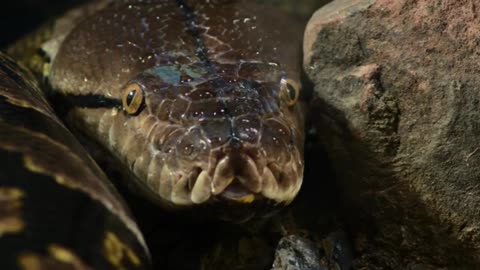 Snake Snake Videos Collection Colorful Snake species in the world.