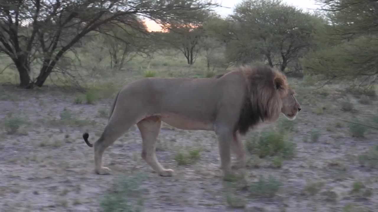 Lion King showing his walking style