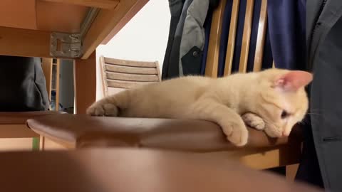 Seek Under The Table