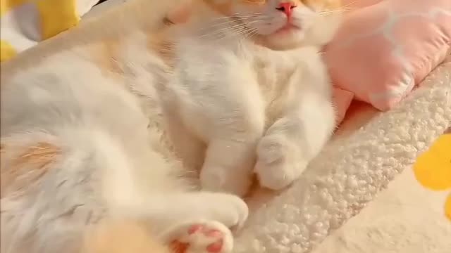 Cute Cat