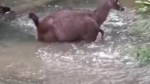 A fawn playing in the water