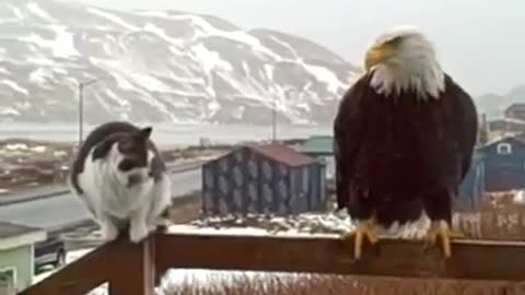 Funny Cats And Eagles Video