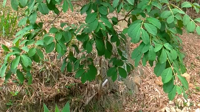 Trees