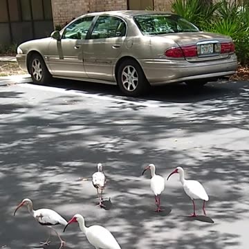 IBISES OUT FOR A WALK ON A BEAUTIFUL DAY IN SARASOTA!