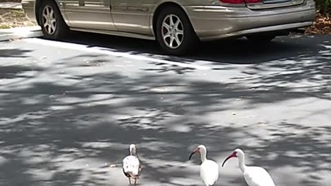IBISES OUT FOR A WALK ON A BEAUTIFUL DAY IN SARASOTA!