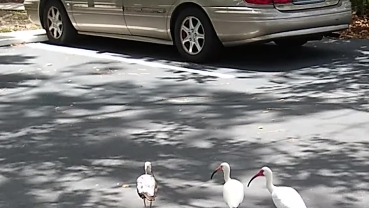 IBISES OUT FOR A WALK ON A BEAUTIFUL DAY IN SARASOTA!