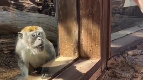 Monkey funny videos 🤣😂