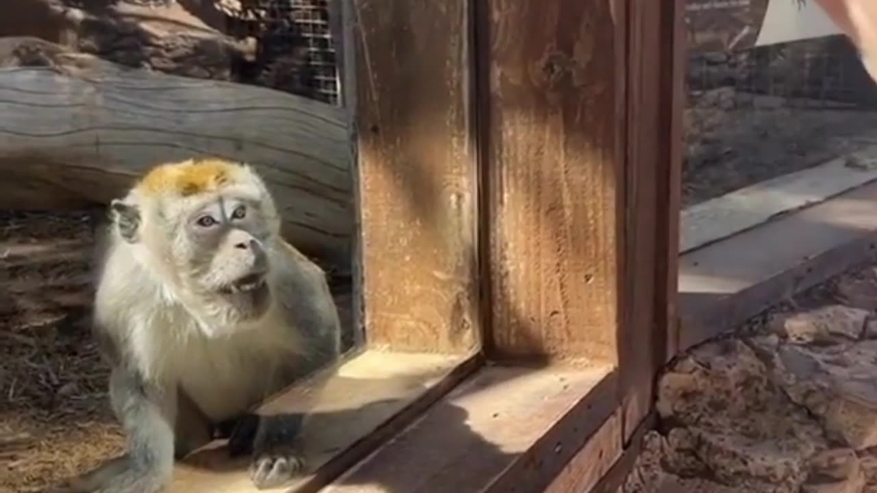 Monkey funny videos 🤣😂