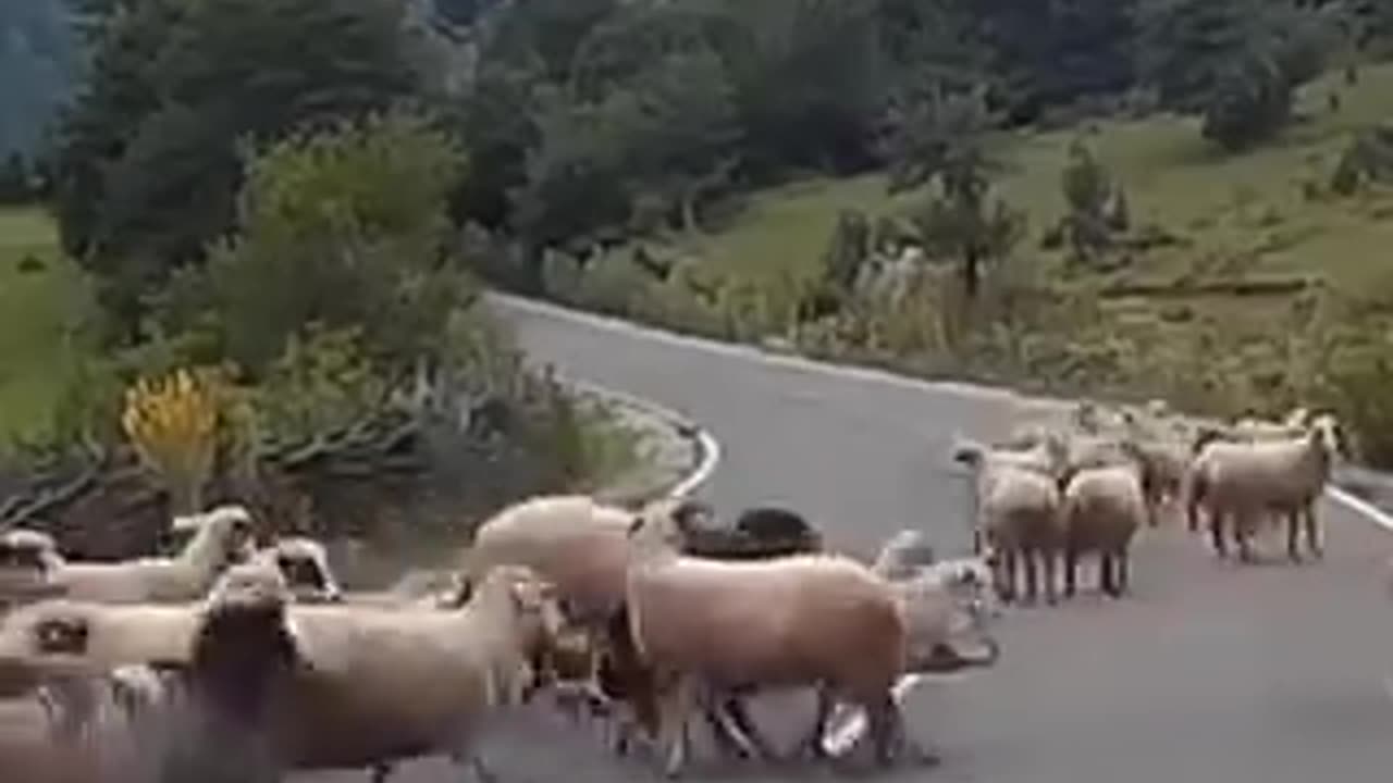 Sheep that got out of the bed the wrong sude