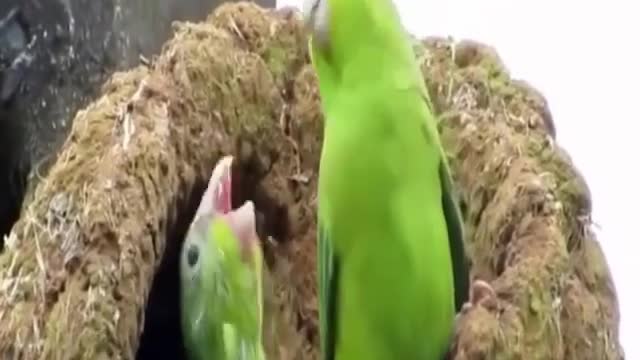 Two parrots battle