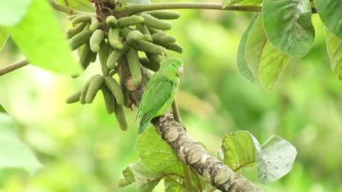 parrot on tree 2. #parrot