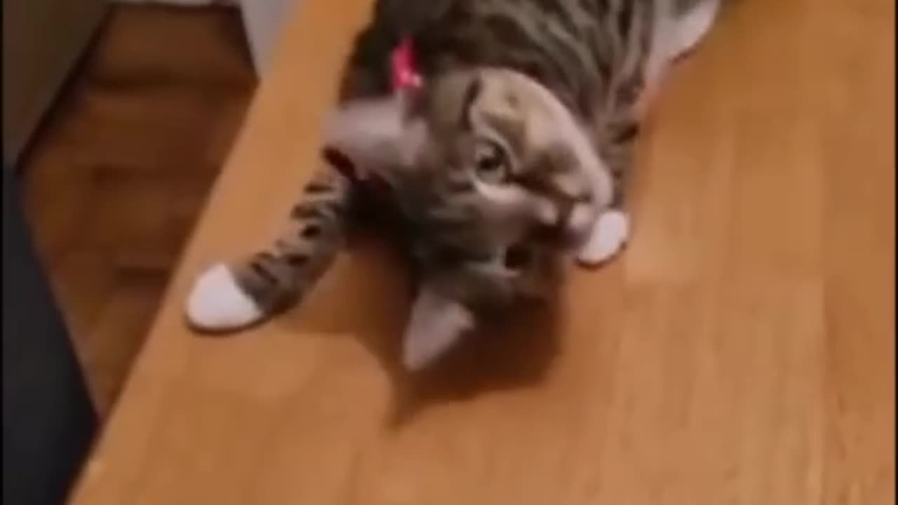 Funny animals / short