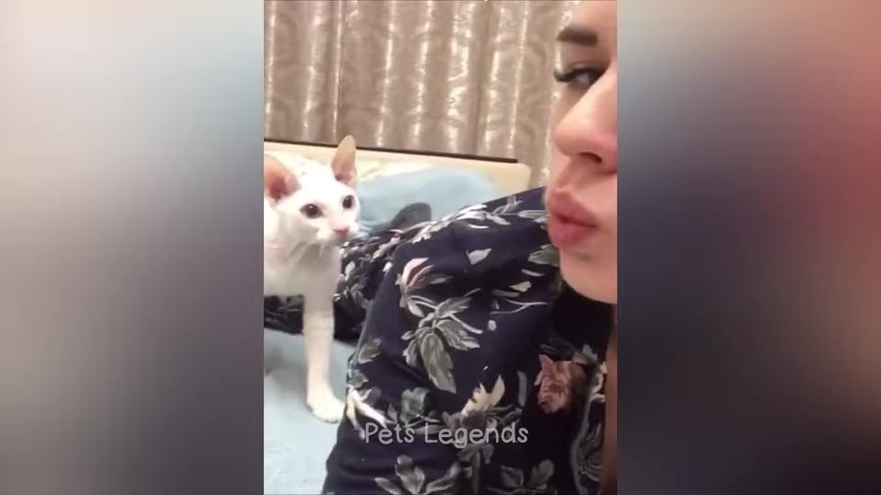 Funny cat and dog