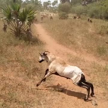 The goat is playing2