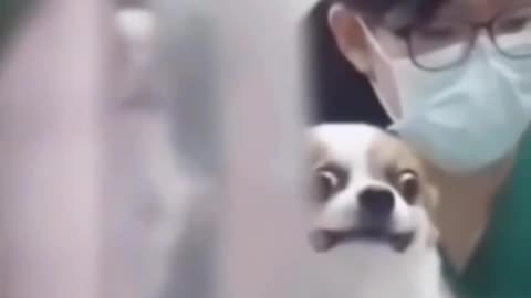 OVER 🤣DRAMATIC PUP ~LOOK AT HIS EYES 👀