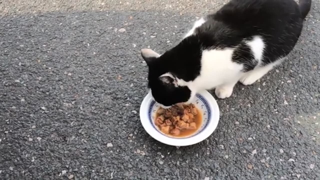 Top 27 different cats free stock videos footage