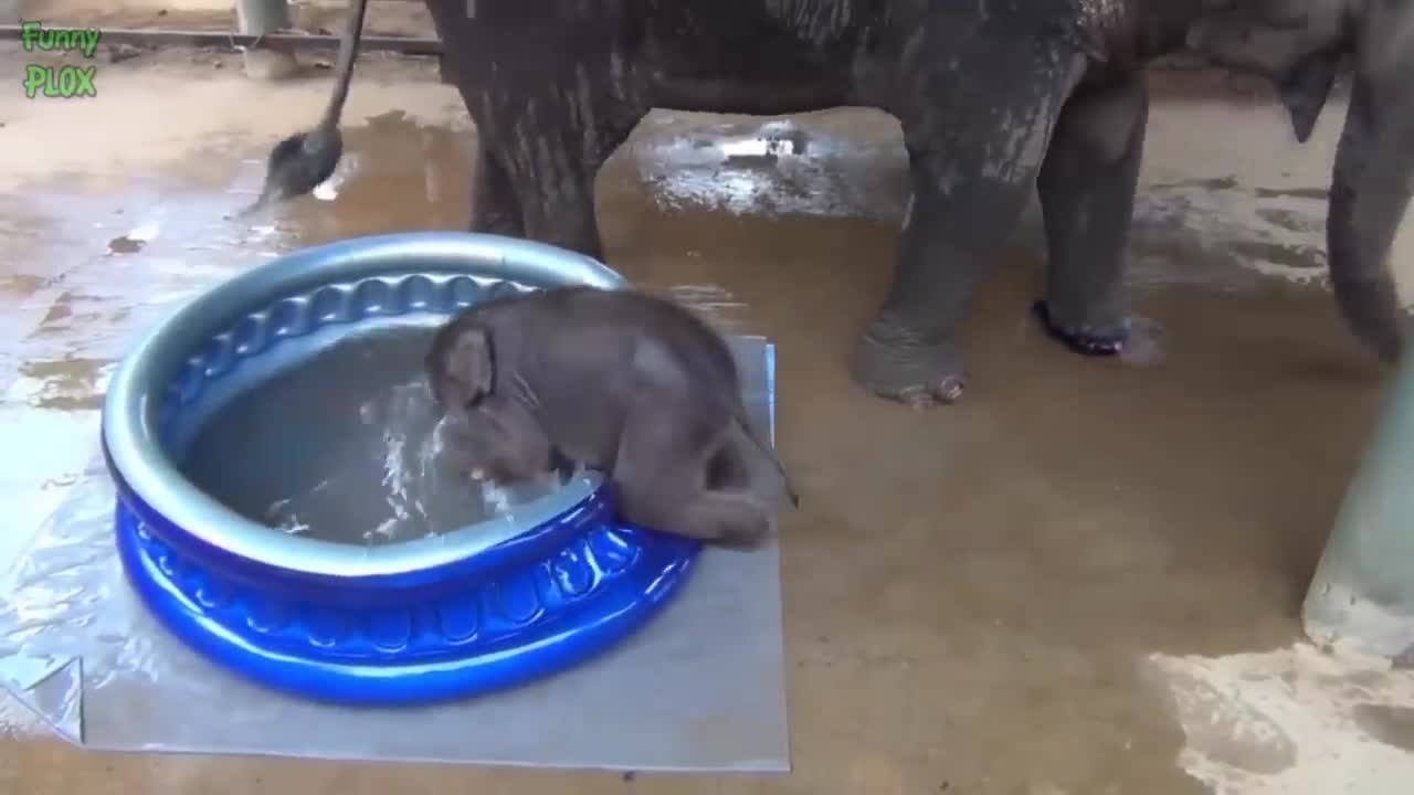 Most Funny and Cute Baby Elephant Videos Compilation