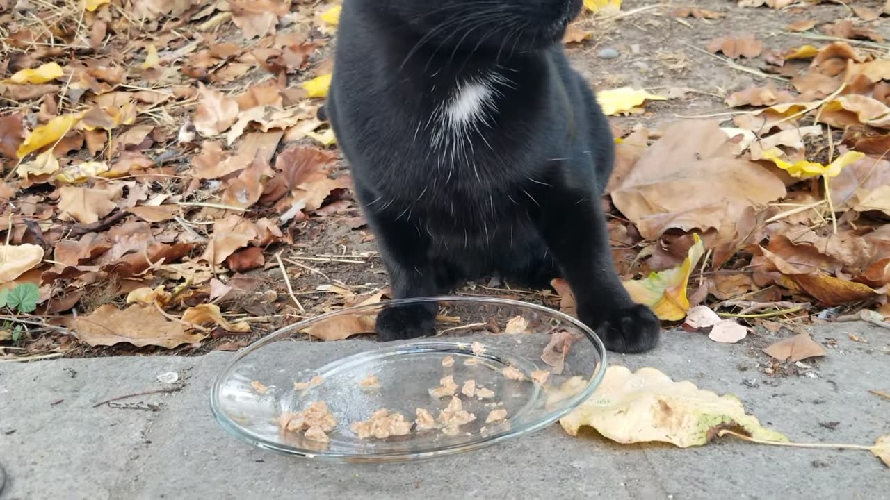 20231110 161807 Tux Eating