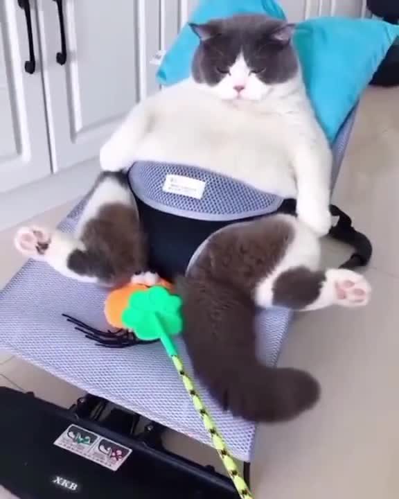 It's To LAUGH When Watching This Video Of The FUNNIEST CATS On Earth 😱 - Funny Cats Life