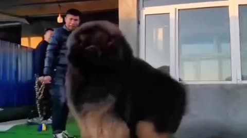 adorable huge dog