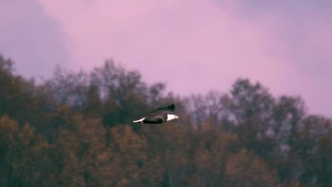 APRENDE CON EL ÁGUILA: ENCONTRAR LA PAZ MENTAL EN EL CAOS