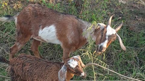 beautiful goat on the road