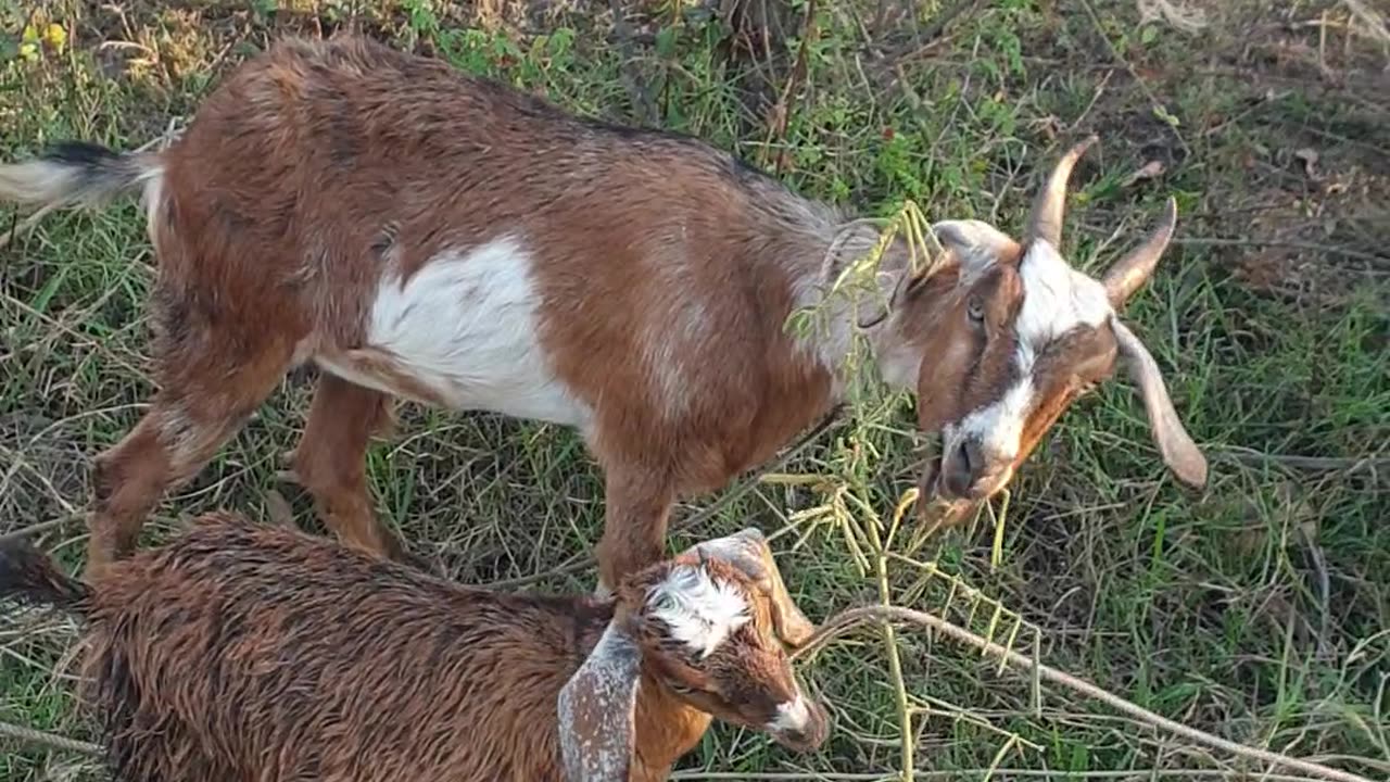 beautiful goat on the road