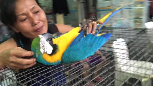 Funny parrot video | playing with funny macaw parrot