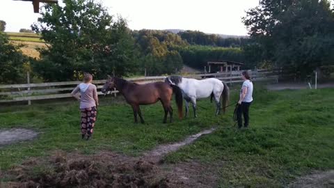 Two brave girls help stallion to cover connemara mare