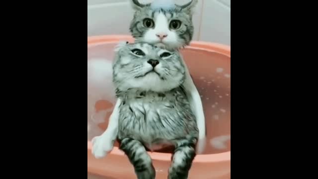 Gif video of cat taking a bath