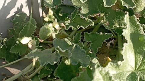 ΑΓΡΙΑ ΑΓΓΟΥΡΙΑ Η ΠΙΚΡΑΓΓΟΥΡΙΑ - ΤΟΞΙΚΟ ΣΕ ΜΕΓΑΛΗ ΠΟΣΟΤΗΤΑ