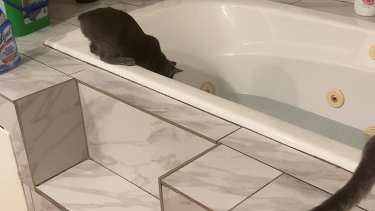 Curious Cat Falls Into Bathtub