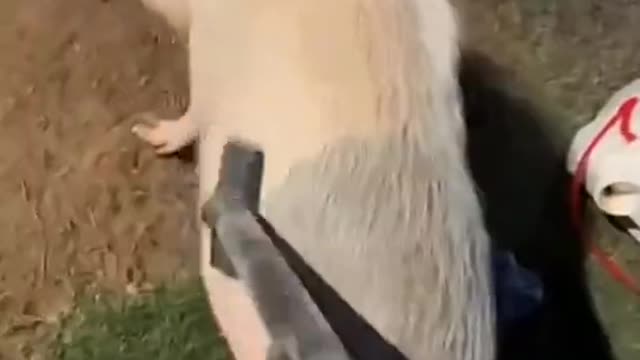 This pig is so fat